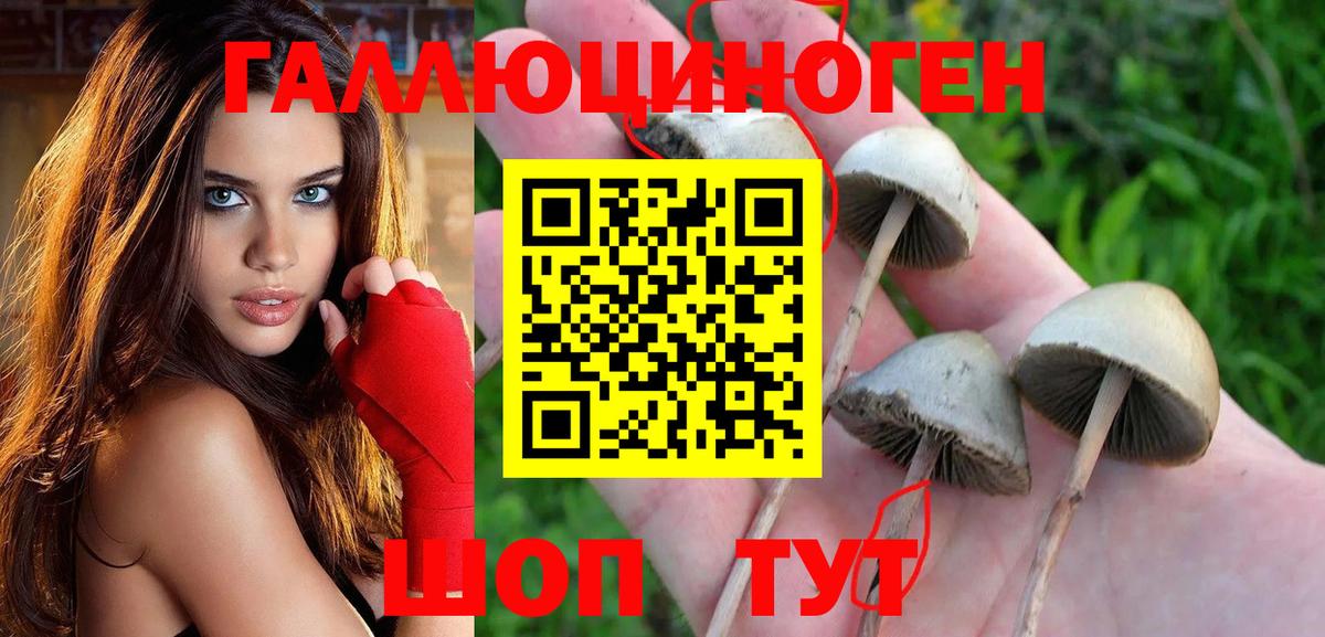 Псилоцибиновые грибы Psilocybe Пушкино